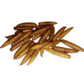 China exports animal feed dry larvae black soldier fly larvae breeding black soldier fly